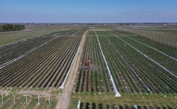 Planujemy nawożenie truskawek w nowym sezonie Sytuacja na plantacjach truskawek, nawożenie truskawek
