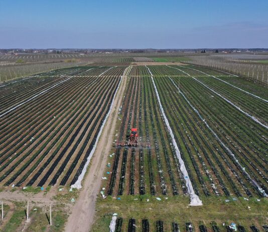 Planujemy nawożenie truskawek w nowym sezonie Sytuacja na plantacjach truskawek, nawożenie truskawek
