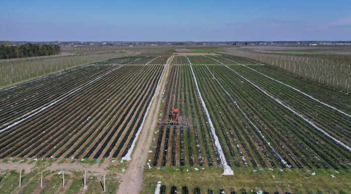 Nadeszły upały – aktualna sytuacja na plantacjach truskawek Sytuacja na plantacjach truskawek
