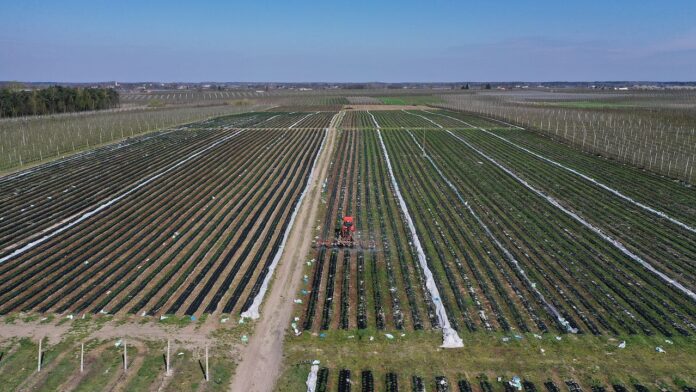 Sytuacja na plantacjach truskawek