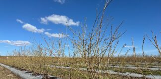 Z roślin dla roślin – biostymulatory niemikrobiologiczne w uprawie borówki borówka, natura expert, przymrozki