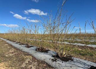 Z roślin dla roślin – biostymulatory niemikrobiologiczne w uprawie borówki borówka, natura expert, przymrozki