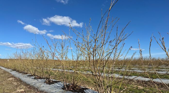 Z roślin dla roślin – biostymulatory niemikrobiologiczne w uprawie borówki borówka, natura expert, przymrozki
