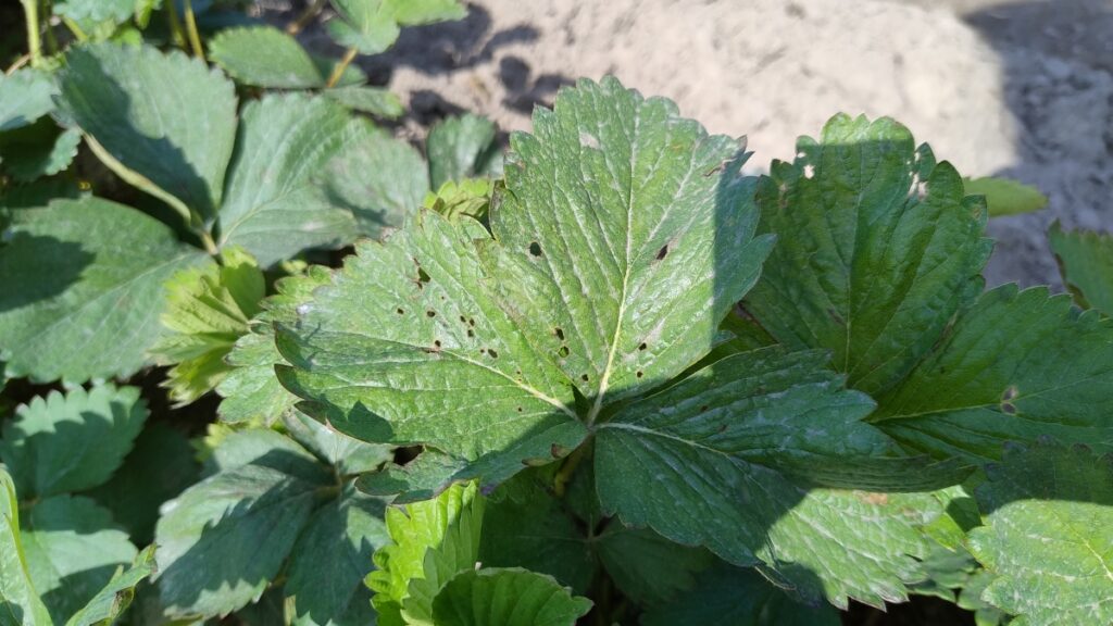 Dziurki na liściach - objawy żerowania kwieciaka