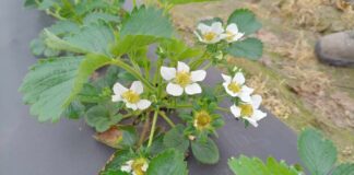 Truskawki w tunelach kwitną (monitoring plantacji, 15.04.2025 r.) truskawka Flair kwitnienie