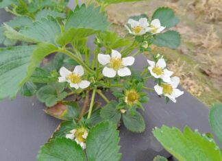 Truskawki w tunelach kwitną (monitoring plantacji, 15.04.2025 r.) truskawka Flair kwitnienie