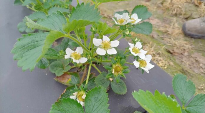 Truskawki w tunelach kwitną (monitoring plantacji, 15.04.2025 r.) truskawka Flair kwitnienie