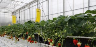 ‘Florice’ – nowa powtarzająca owocowanie odmiana truskawek