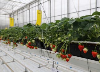 ‘Florice’ – nowa powtarzająca owocowanie odmiana truskawek