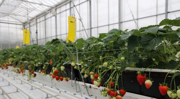 ‘Florice’ – nowa powtarzająca owocowanie odmiana truskawek