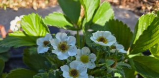 Raport oceny sytuacji plantacji po przymrozkach – noc 26/27 kwietnia 2025 roku