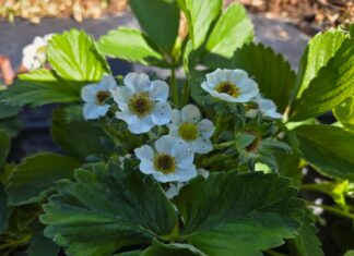 Raport oceny sytuacji plantacji po przymrozkach – noc 26/27 kwietnia 2025 roku