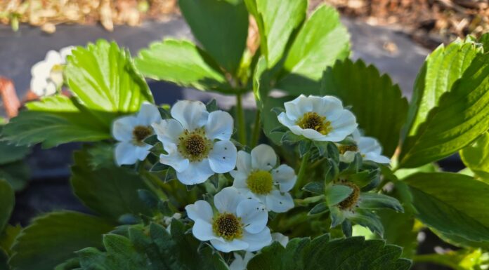 Raport oceny sytuacji plantacji po przymrozkach – noc 26/27 kwietnia 2025 roku