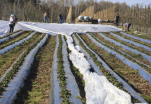 Truskawki przykryte agrowłókniną. Czekamy co będzie