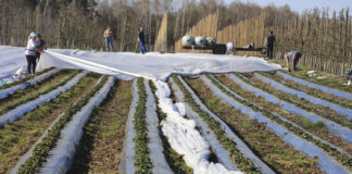 Truskawki przykryte agrowłókniną. Czekamy co będzie