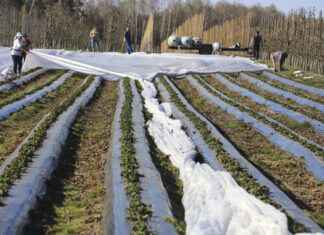 Truskawki przykryte agrowłókniną. Czekamy co będzie