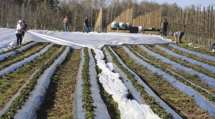 Truskawki przykryte agrowłókniną. Czekamy co będzie