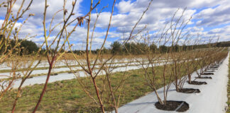 Borówka jak w Prowansji. Taki efekt już po jednym sezonie borówka amerykańska uprawa