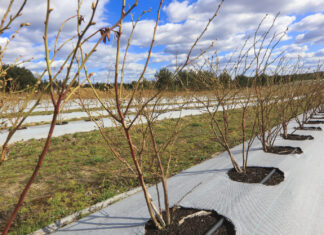 Borówka jak w Prowansji. Taki efekt już po jednym sezonie borówka amerykańska uprawa