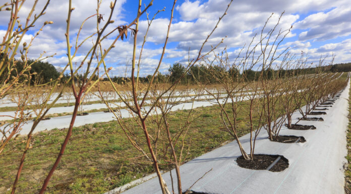Borówka jak w Prowansji. Taki efekt już po jednym sezonie borówka amerykańska uprawa