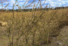 Kwitnienie borówki już za kilka dni. Wielu plantatorów popełnia ten błąd!