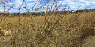 Kwitnienie borówki już za kilka dni. Wielu plantatorów popełnia ten błąd!