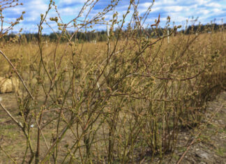 Kwitnienie borówki już za kilka dni. Wielu plantatorów popełnia ten błąd!