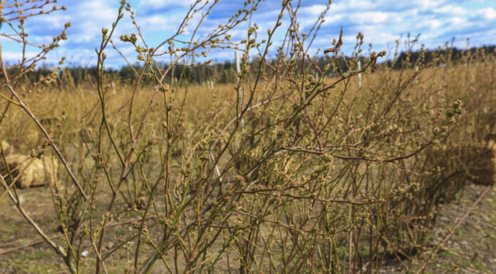 Kwitnienie borówki już za kilka dni. Wielu plantatorów popełnia ten błąd!