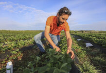 Przed nami 3 noce z przymrozkami. Jak przygotować plantację truskawek?