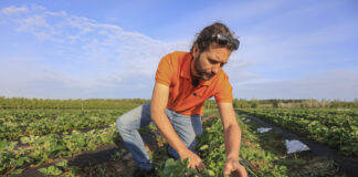 Przed nami 3 noce z przymrozkami. Jak przygotować plantację truskawek?