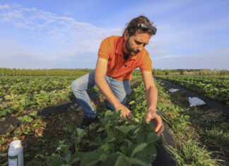 Przed nami 3 noce z przymrozkami. Jak przygotować plantację truskawek?