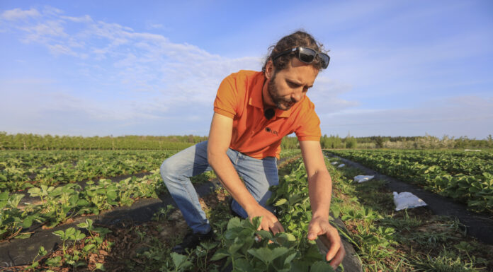 Przed nami 3 noce z przymrozkami. Jak przygotować plantację truskawek?