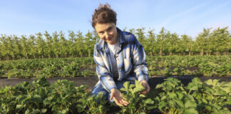 Szykujemy się na przymrozki. Czy agrowłóknina wystarczy?