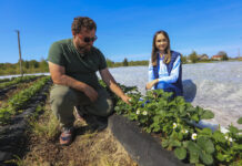 Truskawki po przymrozkach. Kiedy zdejmujemy agrowłókninę i jakie pierwsze zabiegi?