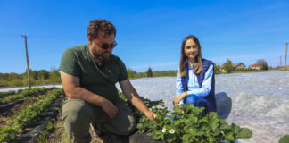 Truskawki po przymrozkach. Kiedy zdejmujemy agrowłókninę i jakie pierwsze zabiegi?
