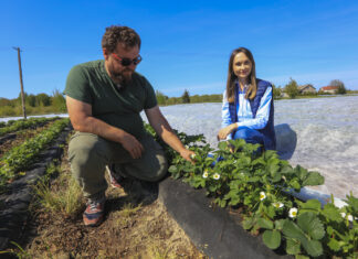 Truskawki po przymrozkach. Kiedy zdejmujemy agrowłókninę i jakie pierwsze zabiegi?
