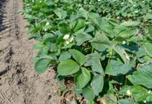 Truskawki na plantacjach polowych – coraz więcej kwiatów (monitoring plantacji, 29.04.2025 r.) plantacja polowa truskawek