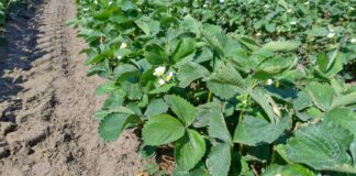 Truskawki na plantacjach polowych – coraz więcej kwiatów (monitoring plantacji, 29.04.2025 r.) plantacja polowa truskawek