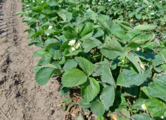 Truskawki na plantacjach polowych – coraz więcej kwiatów (monitoring plantacji, 29.04.2025 r.) plantacja polowa truskawek