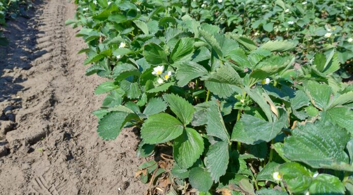 Truskawki na plantacjach polowych – coraz więcej kwiatów (monitoring plantacji, 29.04.2025 r.) plantacja polowa truskawek