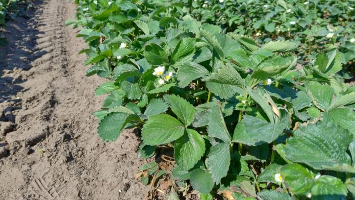 IMG_20240427_095604377_HDR plantacja polowa truskawek