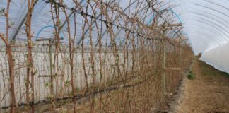 Nawożenie malin w tunelach do kwitnienia malina, przymrozki malina, nawożenie malin, Malinowe Factory