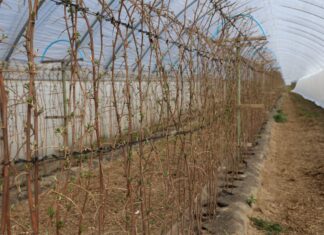 Nawożenie malin w tunelach do kwitnienia malina, przymrozki malina, nawożenie malin, Malinowe Factory