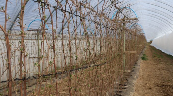 Nawożenie malin w tunelach do kwitnienia malina, przymrozki malina, nawożenie malin, Malinowe Factory