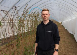 Przystępujemy do regeneracji roślin po przymrozkach malina, regeneracja po przymrozkach, przymrozki