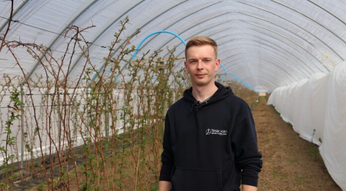 Przystępujemy do regeneracji roślin po przymrozkach malina, regeneracja po przymrozkach, przymrozki