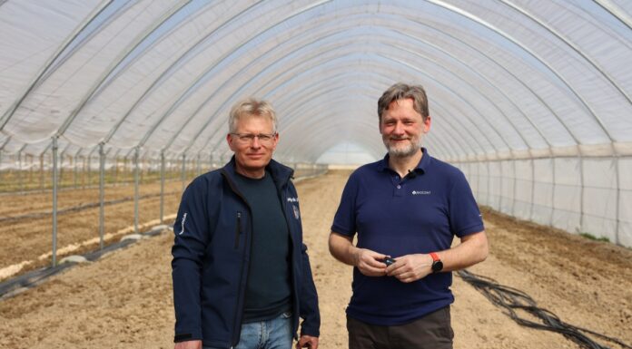 Przędziorki i malinowisko – ciekawe rozwiązania dedykowane uprawie malin Malina, Paweł Krawiec Michał Pniak przędziorki zwalczanie