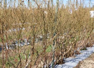 Sprawdzone rozwiązania w nawożeniu borówek i przygotowanie roślin na przymrozki borówka nawożenie