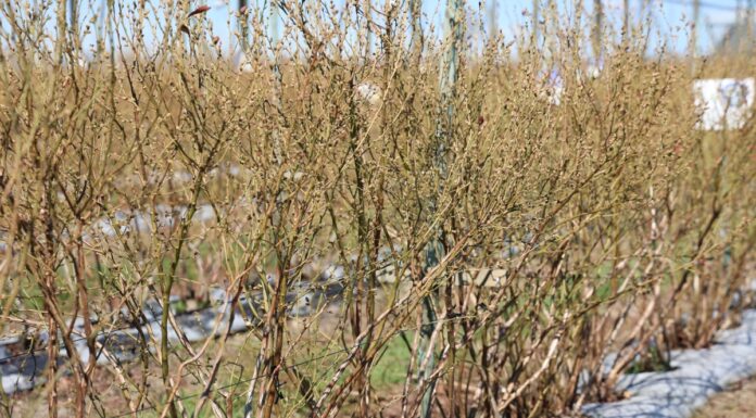 Sprawdzone rozwiązania w nawożeniu borówek i przygotowanie roślin na przymrozki borówka nawożenie