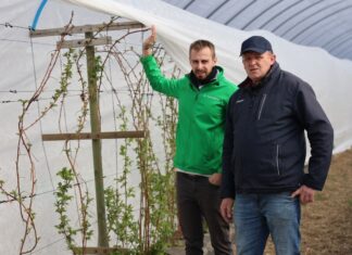 Zabiegi wspierające odporność malin i ich prawidłowy wzrost Radosław Łaźny i Sławomir Kopeć